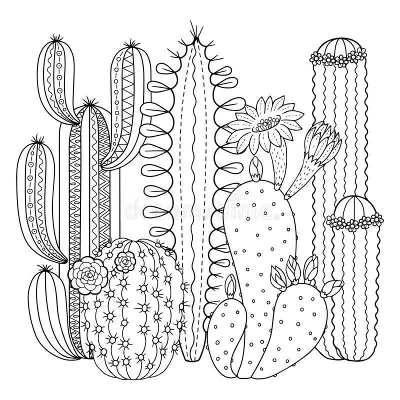 Cactus 22